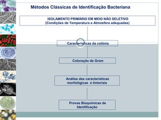 Métodos Clássicas de Identificação Bacteriana 
ISOLAMENTO PRIMÁRIO EM MEIO NÃO SELETIVO 
(Condições de Temperatura e Atmosfera adequadas) 
Características da colônia 
Coloração de Gram 
Análise das características 
morfológicas e tintoriais 
Provas Bioquímicas de 
Identificação 
 