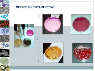 MEIO DE CULTURA SELETIVO 
 