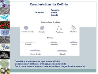 Características da Colônia 
Tamanho 
Pequeno 
Médio 
Grande 
Densidade = transparente, opaca e translúcida 
Consistência = brilhante, cremosa, seca ou mucóide 
Cor = cinza, branca, amarela, rosa, esverdeada, negra, incolor, creme etc. 
 