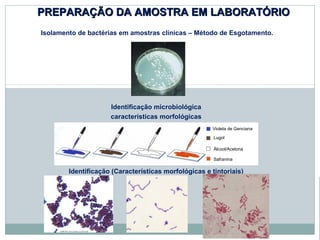 PREPARAÇÃO DA AAMMOOSSTTRRAA EEMM LLAABBOORRAATTÓÓRRIIOO 
Isolamento de bactérias em amostras clínicas – Método de Esgotamento. 
Identificação microbiológica 
características morfológicas 
Violeta de Genciana 
Lugol 
Álcool/Acetona 
Safranina 
Identificação (Características morfológicas e tintoriais) 
 