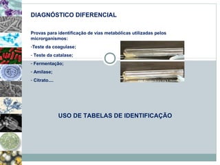 DIAGNÓSTICO DIFERENCIAL 
Provas para identificação de vias metabólicas utilizadas pelos 
microrganismos: 
-Teste da coagulase; 
- Teste da catalase; 
- Fermentação; 
- Amilase; 
- Citrato.... 
USO DE TABELAS DE IDENTIFICAÇÃO 
 