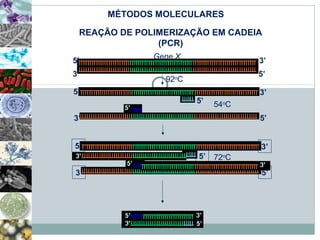 MÉTODOS MOLECULARES 
REAÇÃO DE POLIMERIZAÇÃO EM CADEIA 
(PCR) 
5’ Gene X 3’ 
3’ 5’ 
5’ 
3’ 
5’ 
9922ooCC 
54oC 
3’ 5’ 
5’ 
3’ 
5’ 72oC 
3’ 5’ 
 