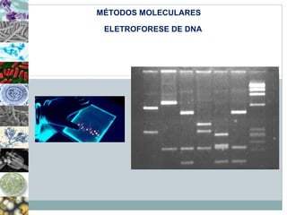 MÉTODOS MOLECULARES 
ELETROFORESE DE DNA 
 