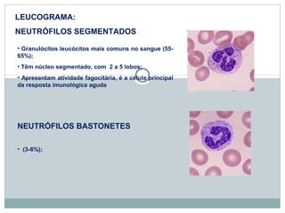 LEUCOGRAMA: 
NEUTRÓFILOS SEGMENTADOS 
• Granulócitos leucócitos mais comuns no sangue (55- 
65%); 
• Têm núcleo segmentado, com 2 a 5 lobos; 
• Apresentam atividade fagocitária, é a célula principal 
da resposta imunológica aguda 
NEUTRÓFILOS BASTONETES 
• (3-6%); 
 
