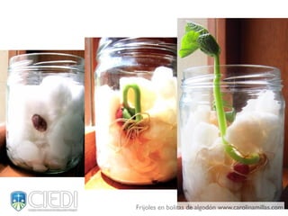 Frijoles en bolitas de algodón www.carolinamillas.com
 