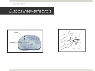 Mazzola & Zaparoli




Discos Intevertebrais
 
