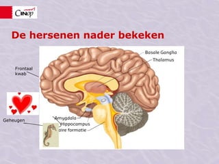 De hersenen nader bekekenFrontaal kwabGeheugen