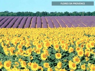 FLORES DA PROVENCE
 