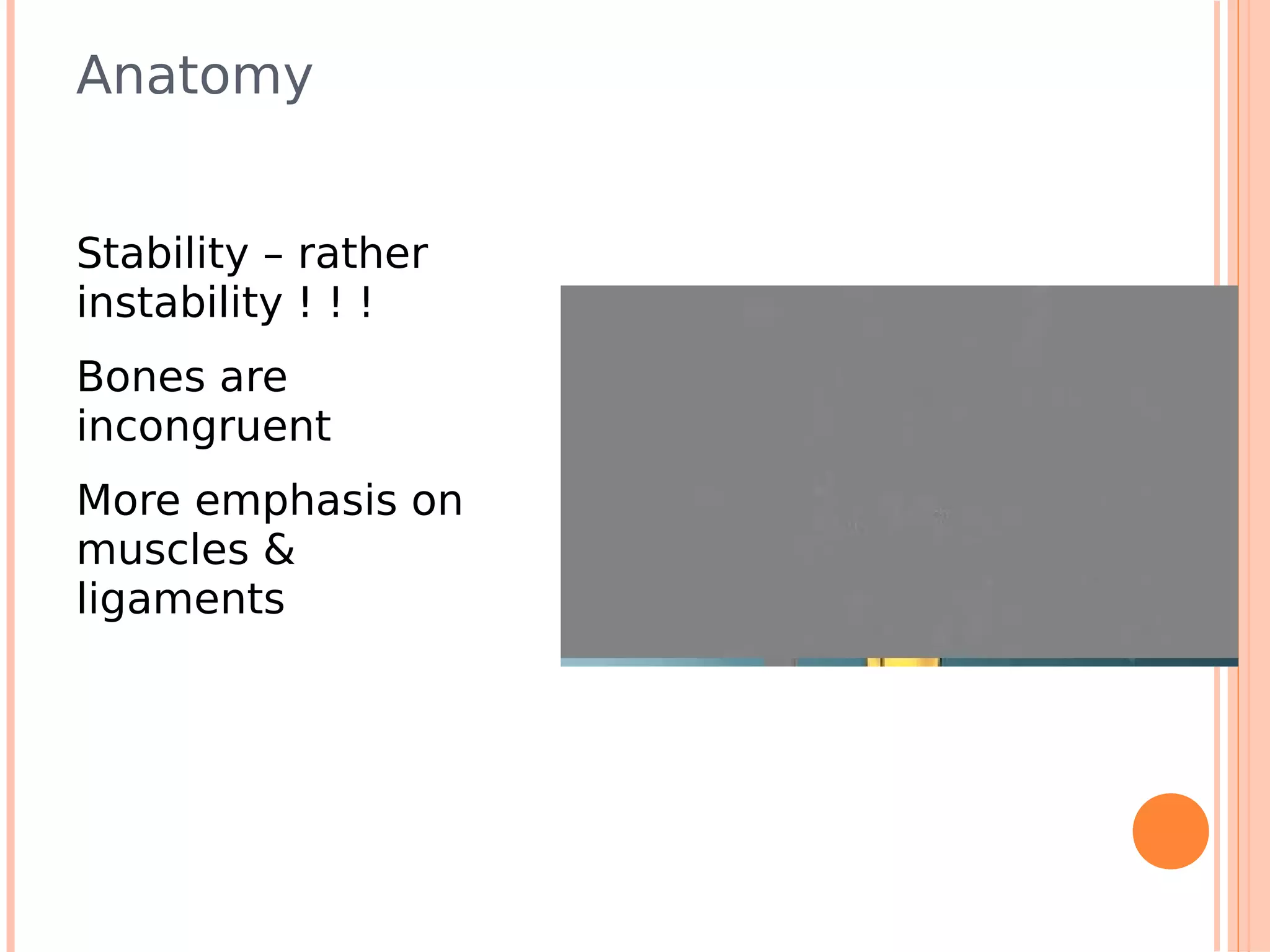 Anatomy


Stability – rather
instability ! ! !
Bones are
incongruent
More emphasis on
muscles &
ligaments
 
