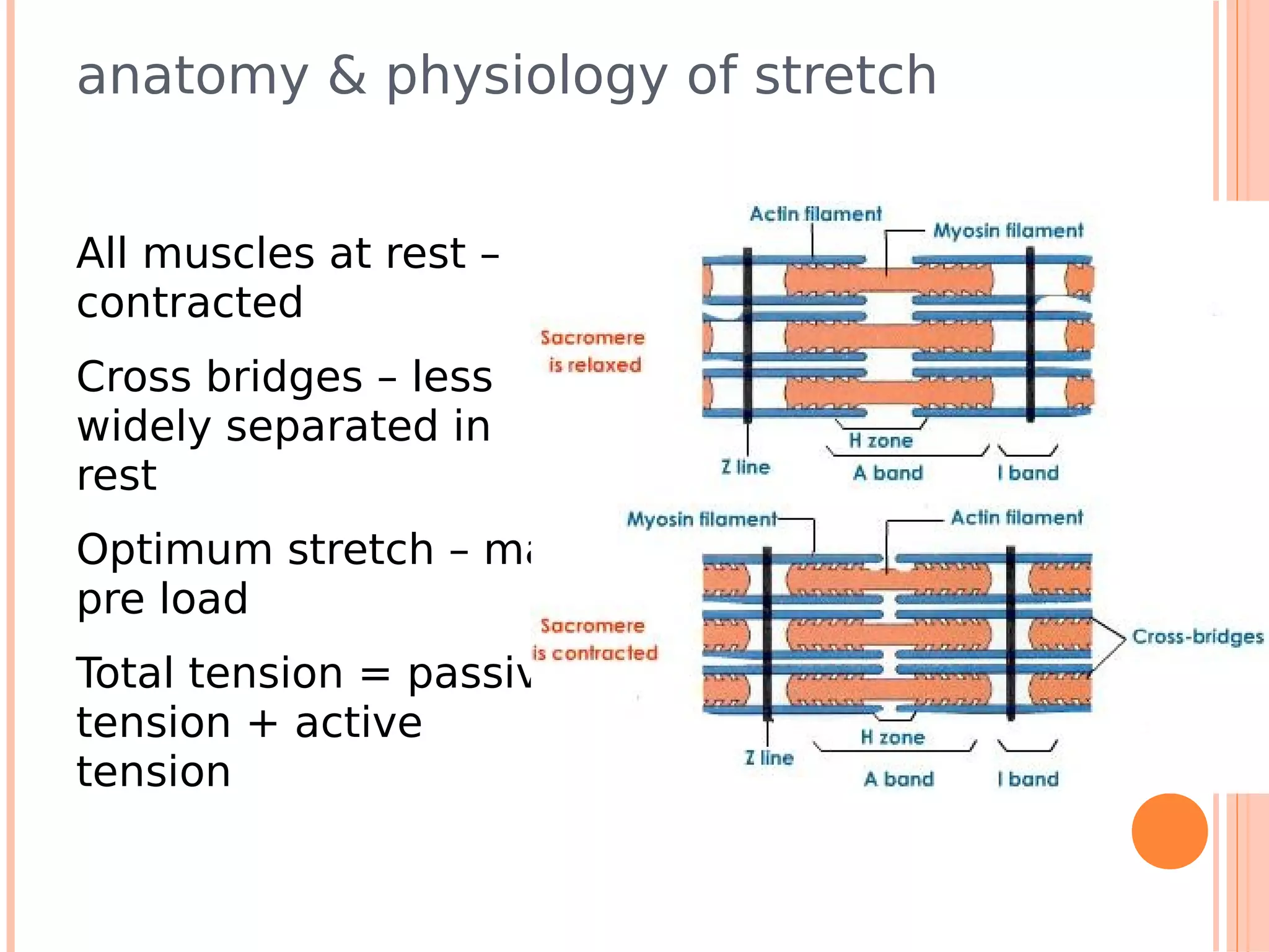 anatomy & physiology of stretch


All muscles at rest –
contracted
Cross bridges – less
widely separated in
rest
Optimum stretch – max
pre load
Total tension = passive
tension + active
tension
 