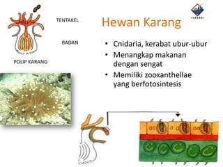 TENTAKEL
                          Hewan Karang
                BADAN     • Cnidaria, kerabat ubur-ubur
                          • Menangkap makanan
POLIP KARANG
                            dengan sengat
                          • Memiliki zooxanthellae
                            yang berfotosintesis
 