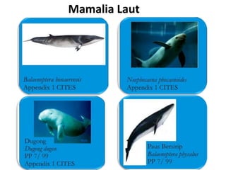 Mamalia Laut
 