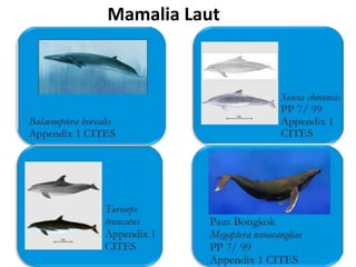 Mamalia Laut
 