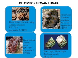 KELOMPOK HEWAN LUNAK
 