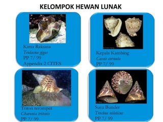 KELOMPOK HEWAN LUNAK
 