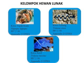 KELOMPOK HEWAN LUNAK
 