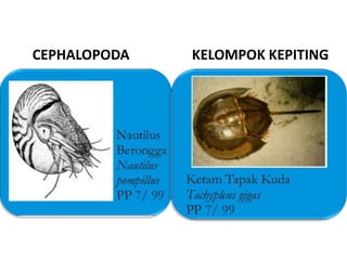 CEPHALOPODA   KELOMPOK KEPITING
 
