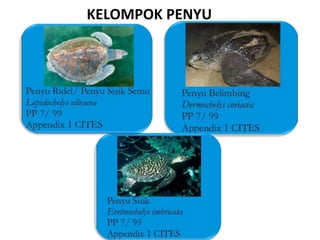 KELOMPOK PENYU
 