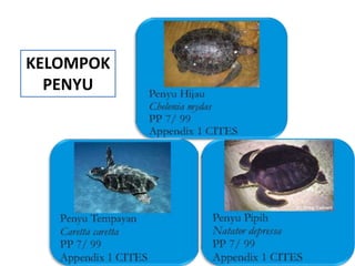 KELOMPOK
  PENYU
 