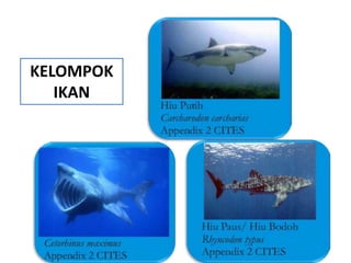 KELOMPOK
   IKAN
 