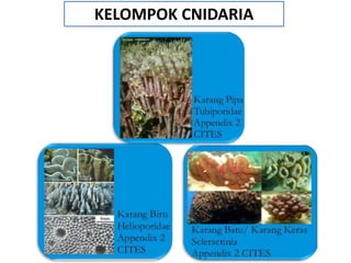 KELOMPOK CNIDARIA
 