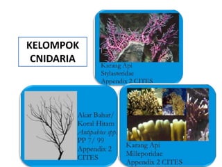 KELOMPOK
 CNIDARIA
 
