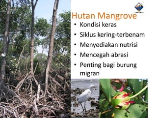 Hutan Mangrove
•   Kondisi keras
•   Siklus kering-terbenam
•   Menyediakan nutrisi
•   Mencegah abrasi
•   Penting bagi burung
    migran
 
