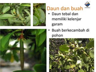 Daun dan buah
• Daun tebal dan
  memiliki kelenjar
  garam
• Buah berkecambah di
  pohon
 