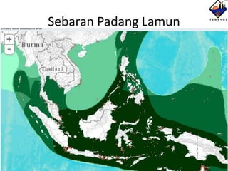 Sebaran Padang Lamun
 