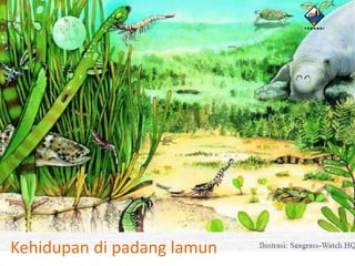 Kehidupan di padang lamun
 