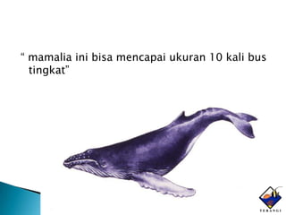 “ mamalia ini bisa mencapai ukuran 10 kali bus
  tingkat”
 
