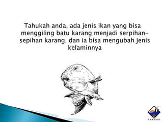 Tahukah anda, ada jenis ikan yang bisa
menggiling batu karang menjadi serpihan-
sepihan karang, dan ia bisa mengubah jenis
                kelaminnya
 