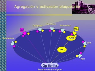Agregación y activación plaquetaria
Gp IIb-IIIaGp IIb-IIIa
Receptor de fibrinógenoReceptor de fibrinógeno
SerotoninaSerotonina
ADPADP
ColágenoColágeno
TrombinaTrombina
AdrenalinaAdrenalina
TXATXA 22
TXA 2TXA 2
COXCOX
PFAPFA
ADHADH
 