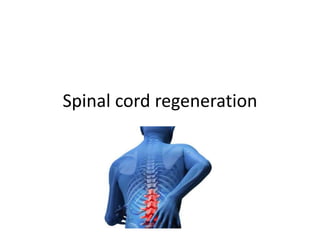 Spinal cord regeneration
 