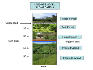 50 m
60 m
50 m
35 m
LAND USE MODEL
ALONG CATENA
Home Garden
Irrigated Upland
Farm tract
Village road
Fruit Forest
Village Forest
Irrigated Lowland
Irrigation canal
35 m
 