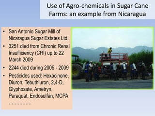 Use of Agro-chemicals in Sugar Cane
Farms: an example from Nicaragua
• San Antonio Sugar Mill of
Nicaragua Sugar Estates Ltd.
• 3251 died from Chronic Renal
Insufficiency (CRI) up to 22
March 2009
• 2244 died during 2005 - 2009
• Pesticides used: Hexacinone,
Diuron, Tebuthiuron, 2,4-D,
Glyphosate, Ametryn,
Paraquat, Endosulfan, MCPA
……………
 