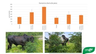 Validation of RUMINANT model towards accurate estimations of enteric methane emissions under tropical conditions to support Colombian NDC