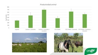 Validation of RUMINANT model towards accurate estimations of enteric methane emissions under tropical conditions to support Colombian NDC