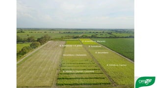 Validation of RUMINANT model towards accurate estimations of enteric methane emissions under tropical conditions to support Colombian NDC