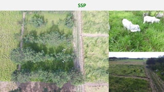 Validation of RUMINANT model towards accurate estimations of enteric methane emissions under tropical conditions to support Colombian NDC