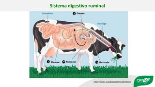 Validation of RUMINANT model towards accurate estimations of enteric methane emissions under tropical conditions to support Colombian NDC