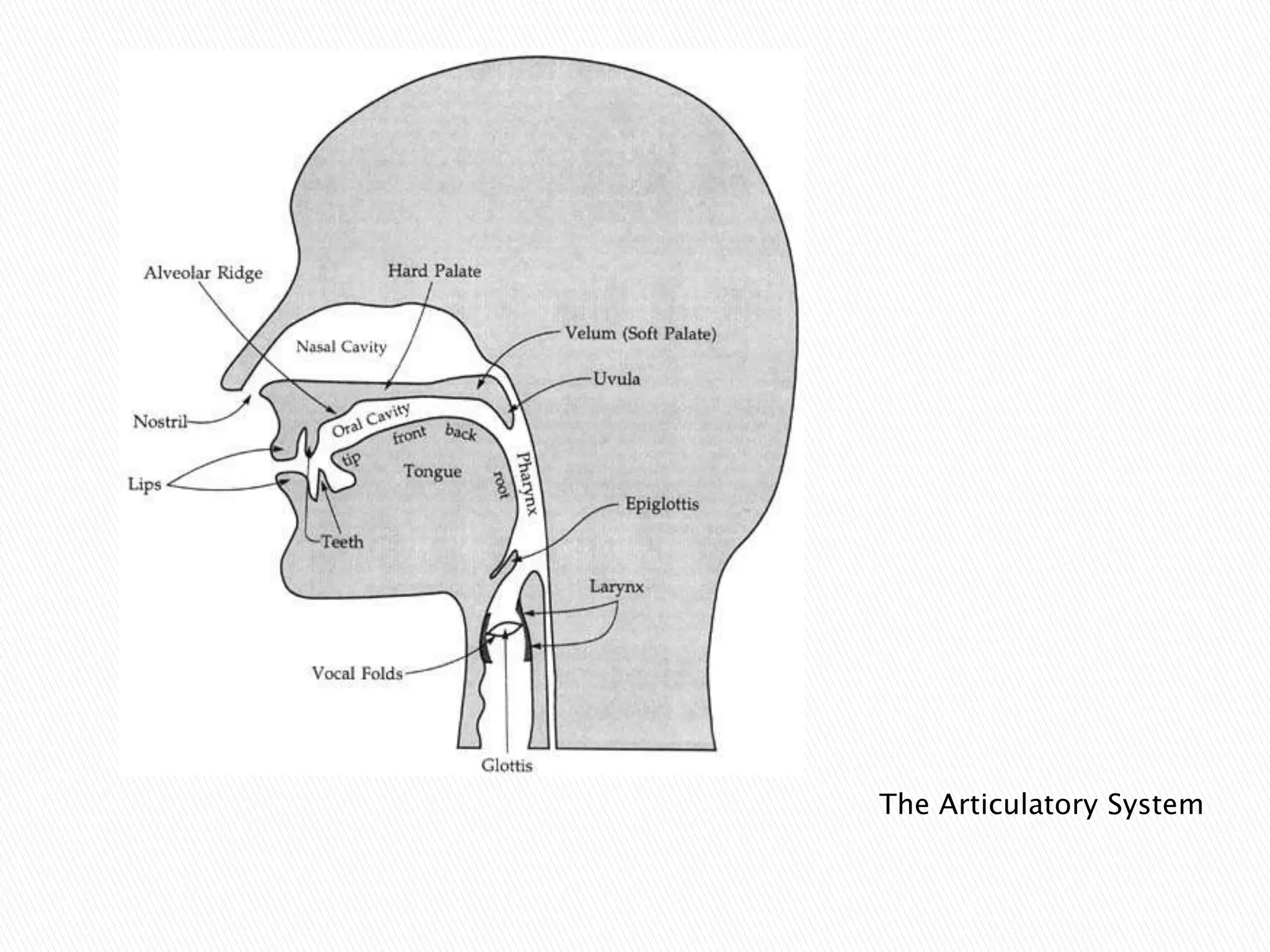 The Articulatory System
 
