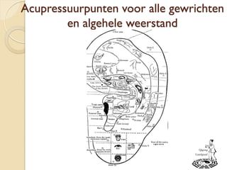 Acupressuurpunten voor alle gewrichten
en algehele weerstand
 