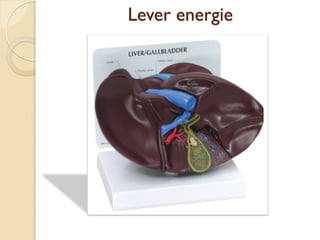 Lever energie
 