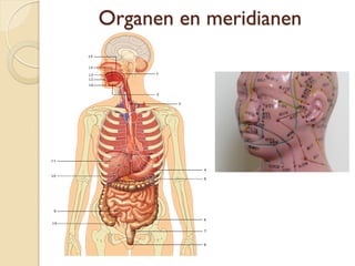 Organen en meridianen
 
