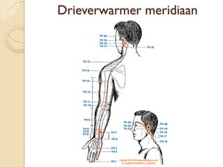 Drieverwarmer meridiaan
 