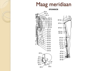 Maag meridiaan
 
