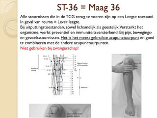 ST-36 = Maag 36
Alle stoornissen die in de TCG terug te voeren zijn op een Leegte toestand.
In geval van reuma = Lever leegte.
Bij uitputtingstoestanden, zowel lichamelijk als geestelijk.Versterkt het
organisme, werkt preventief en immuniteitsversterkend. Bij pijn, bewegings-
en gevoelsstoornissen. Het is het meest gebruikte acupunctuurpunt en goed
te combineren met de andere acupunctuurpunten.
Niet gebruiken bij zwangerschap!
 