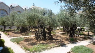 ArikAshermanPoll after poll says that both sides want peace, but each thinks that the other doesn’t.All know there is no military solution.Palestinians have a negative view of religious Jews.  HRH can break this stereotype.We work in the courts, with the press, lobbying parliament & direct action.