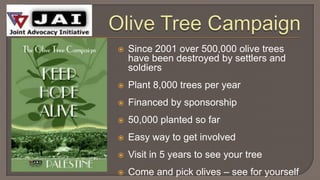 Olive Tree CampaignSince 2001 over 500,000 olive trees have been destroyed by settlers and soldiersPlant 8,000 trees per yearFinanced by sponsorship50,000 planted so farEasy way to get involvedVisit in 5 years to see your treeCome and pick olives – see for yourself